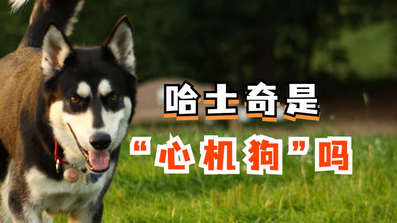 这些"心机狗"行为,你家哈士奇会几个?