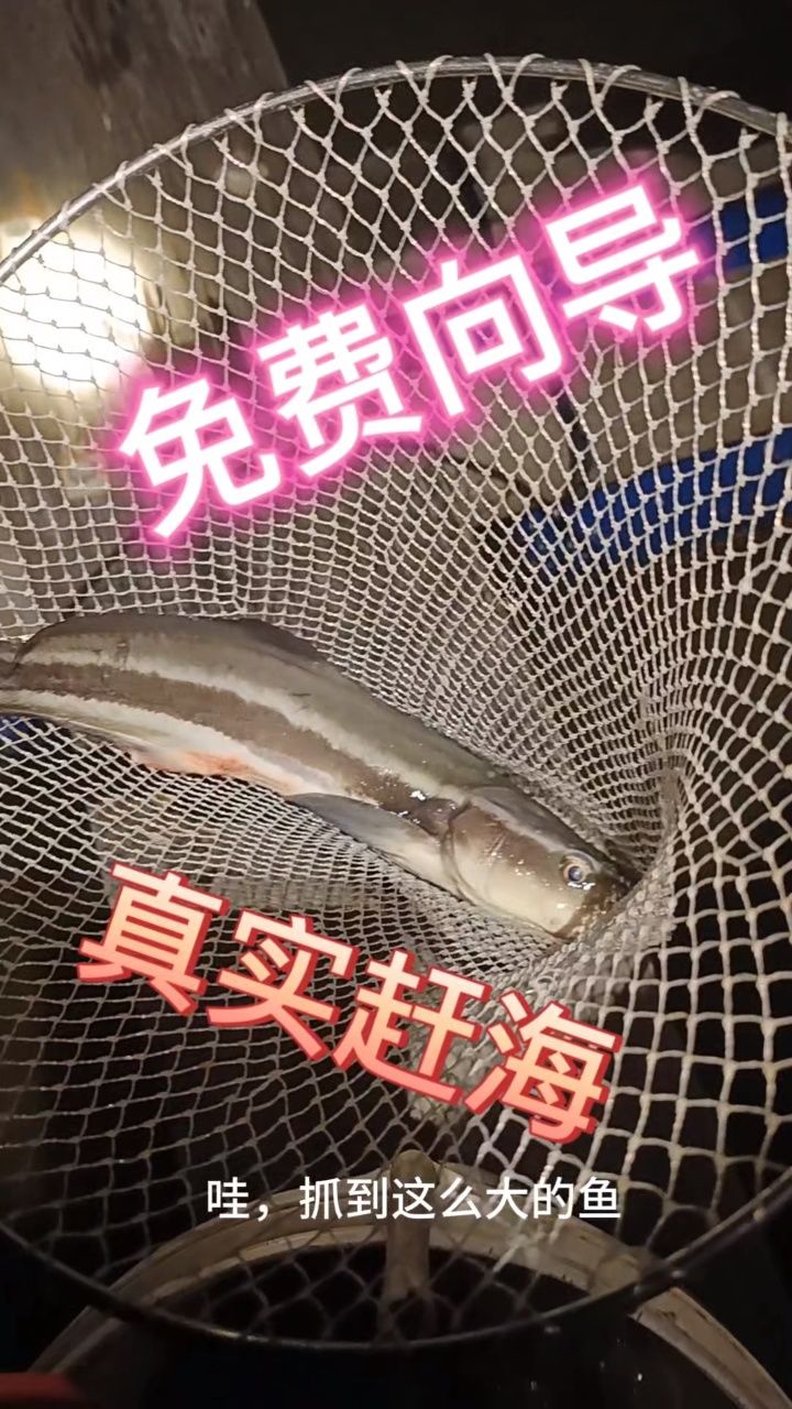 免费向导,真实赶海