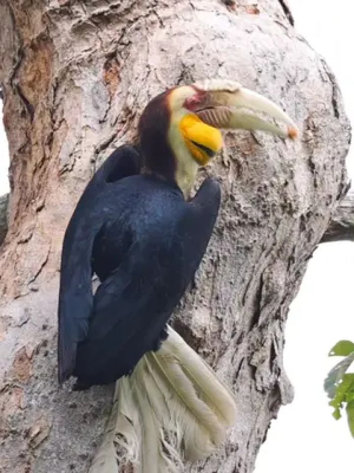 花冠皱盔犀鸟雄鸟给巢中雌鸟喂食.#野生鸟类摄影 #花冠皱盔犀鸟