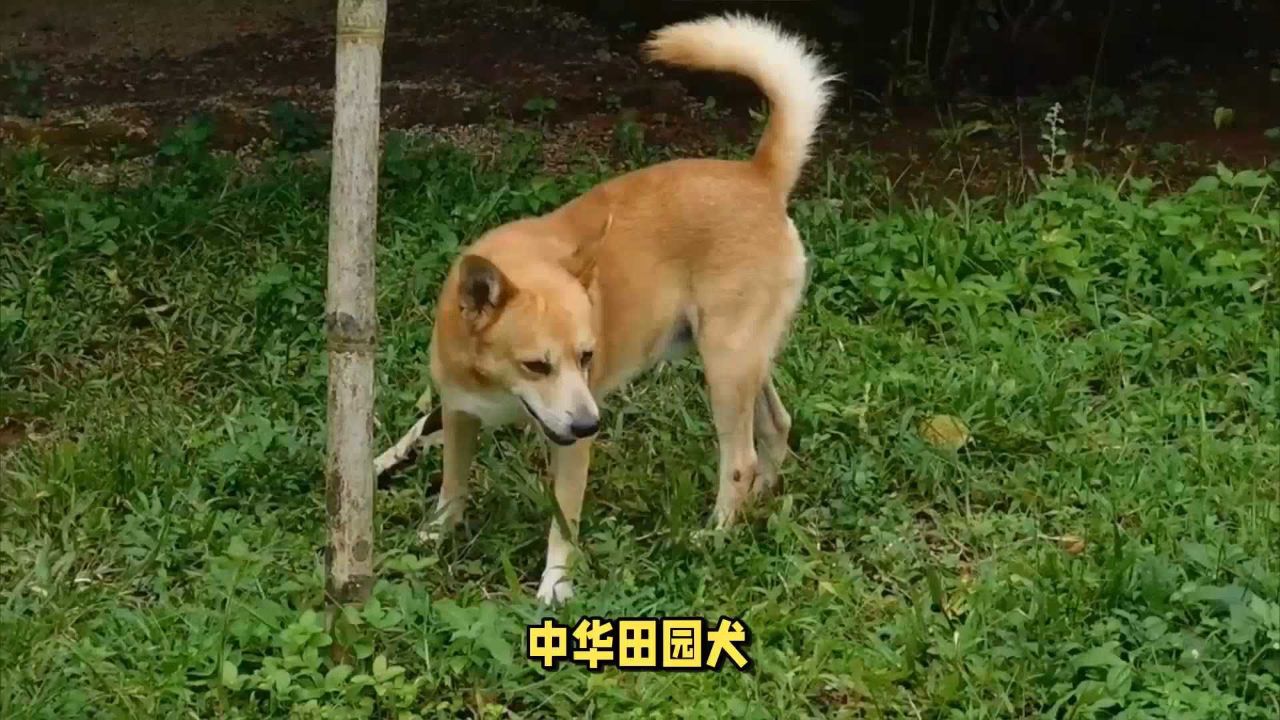 中华田园犬和柴犬,分别来自哪里?
