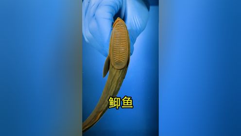 世界上最懒的鱼—䲟鱼_高清1080P在线观看平台_腾讯视频