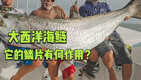 令人惊叹的大西洋海鲢,渔民喜欢收集它的鳞片?背后原因是什么?_高清1080P在线观看平台_腾讯视频