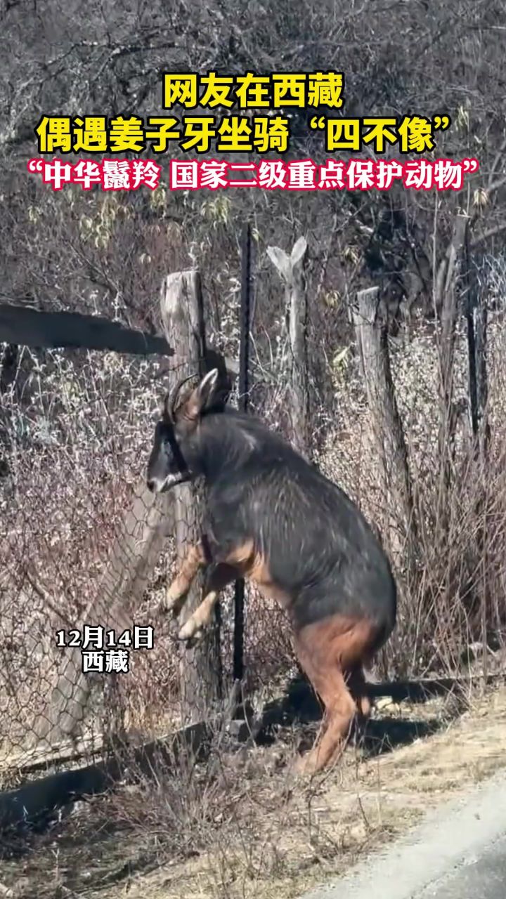 网友在西藏偶遇姜子牙坐骑"四不像",中华鬣羚,国家二级重点保护动物.